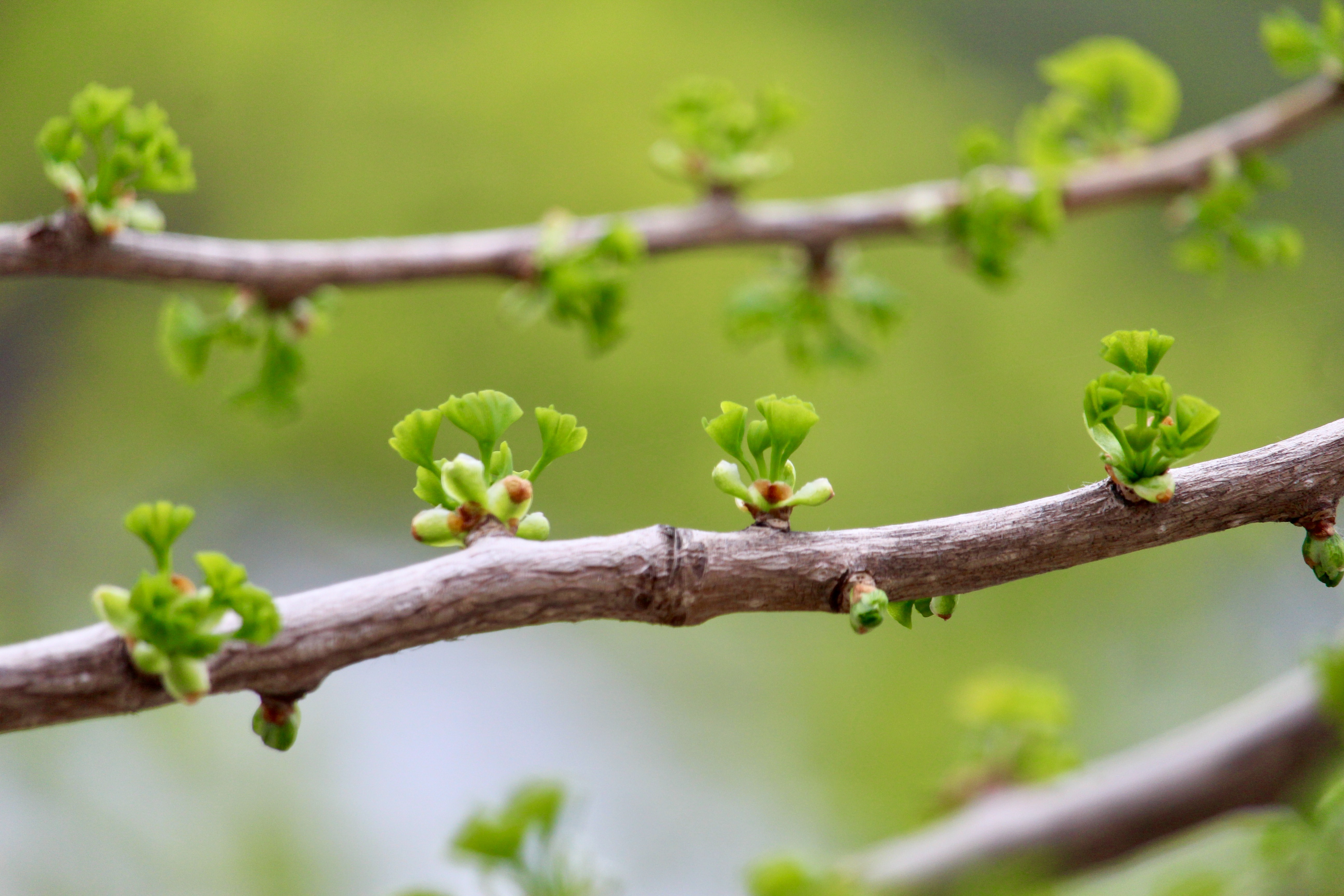 Spring new growth benefits of trauma informed  care 